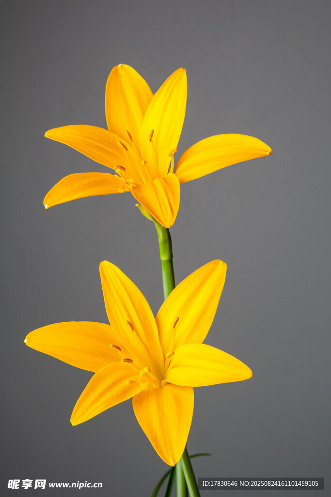 兩朵黃色百合花