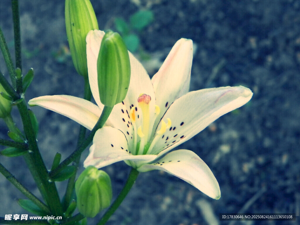 清新綻放的白色百合花