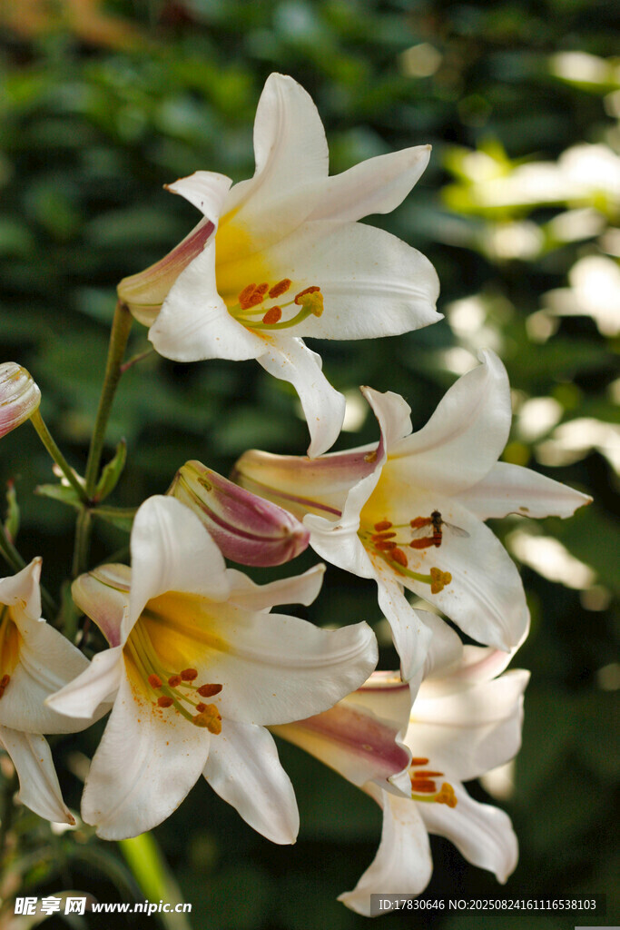 白色百合花綻放