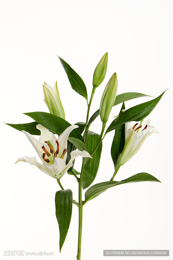 白色百合花特寫(xiě)