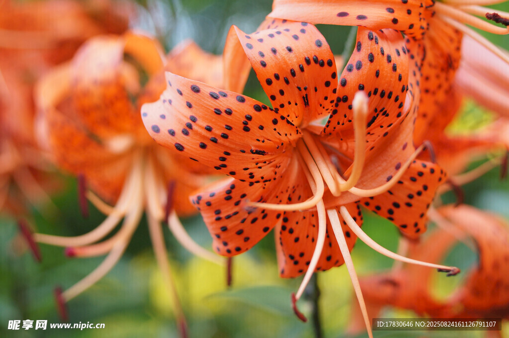橙紅色斑點(diǎn)百合花特寫