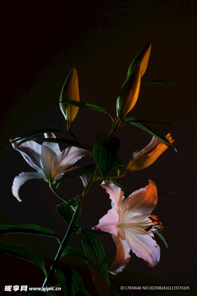 優(yōu)雅綻放的多彩百合花