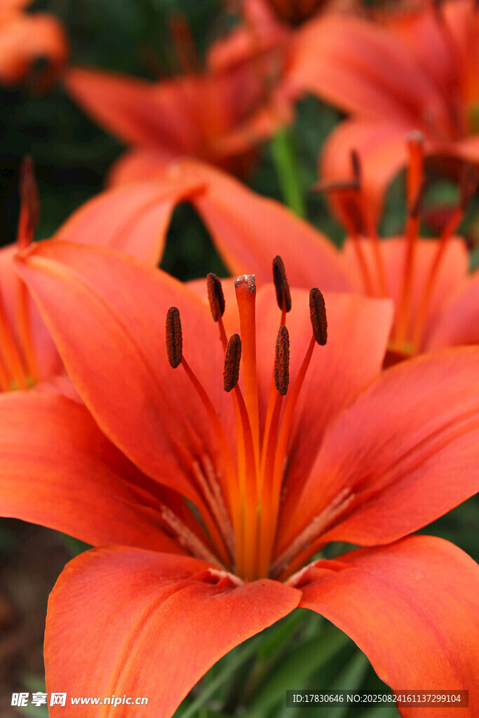 鮮艷橙紅色百合花特寫