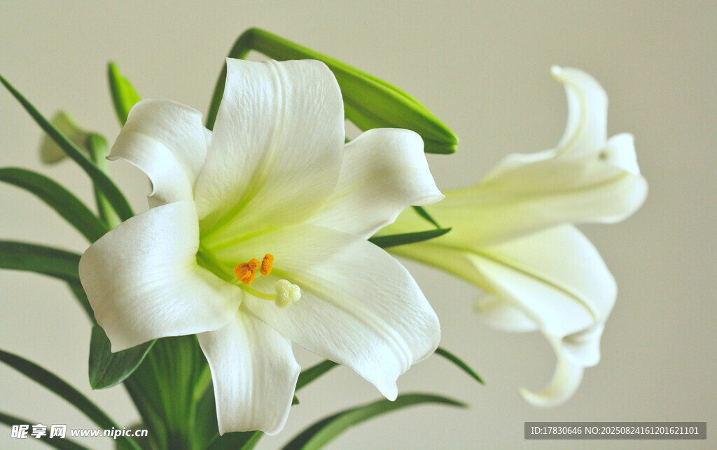優(yōu)雅綻放的白色百合花
