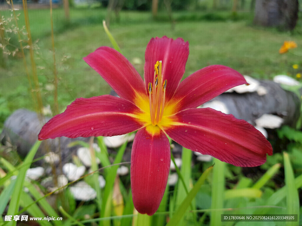 嬌艷紅百合花綻放