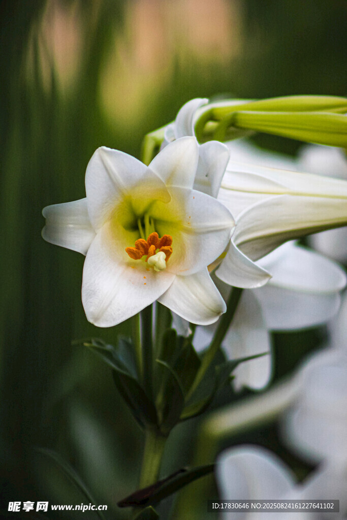 純潔白色百合花特寫