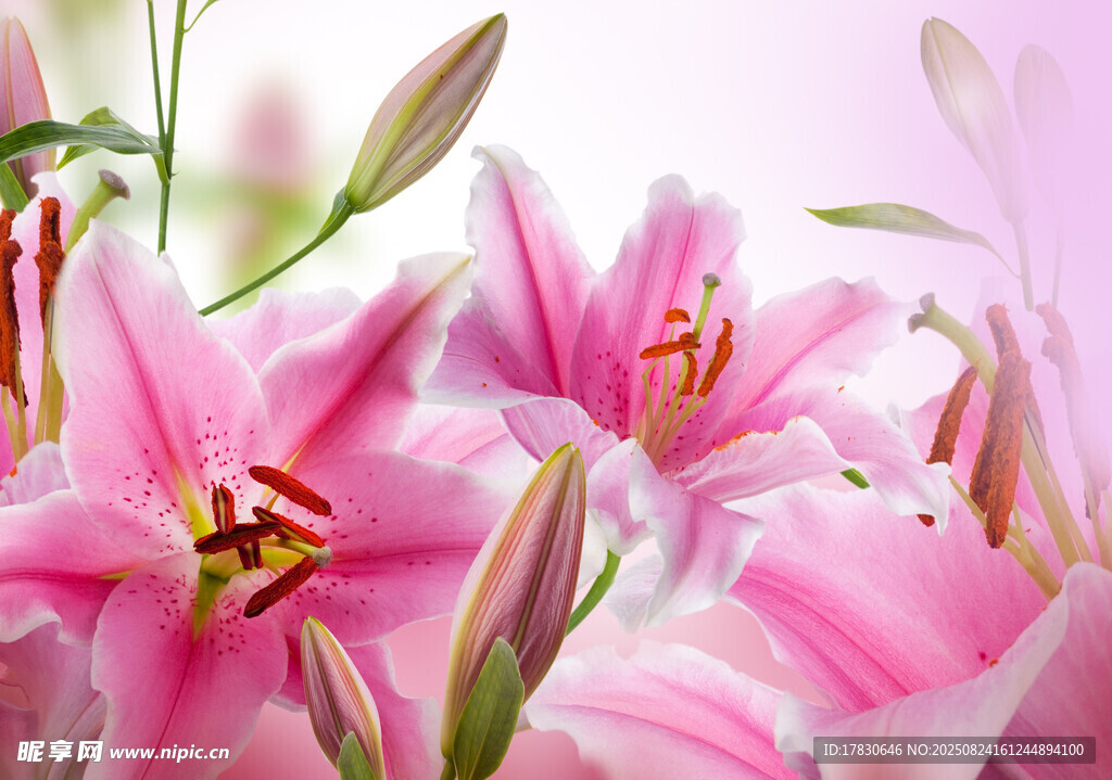 粉色百合花綻放美景
