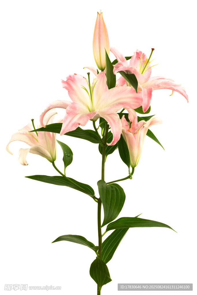 粉色百合花特寫