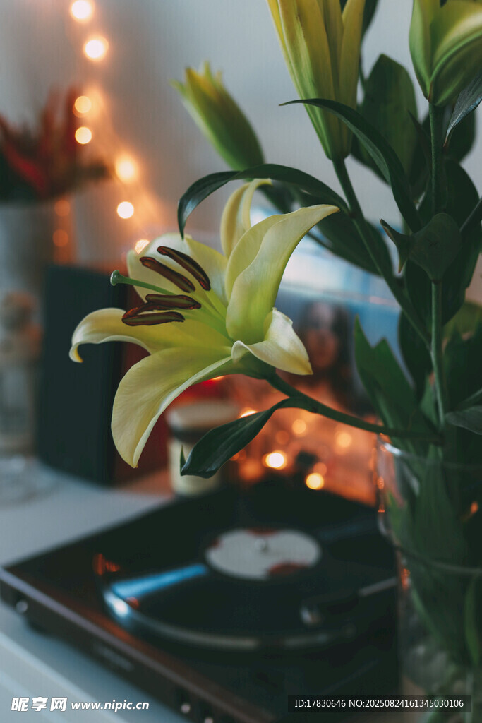 復(fù)古唱片機(jī)旁的優(yōu)雅百合花