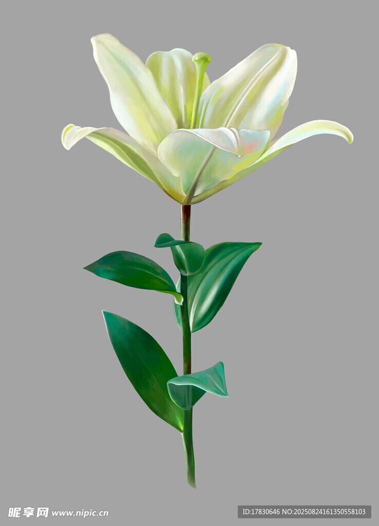 白色百合花單枝特寫