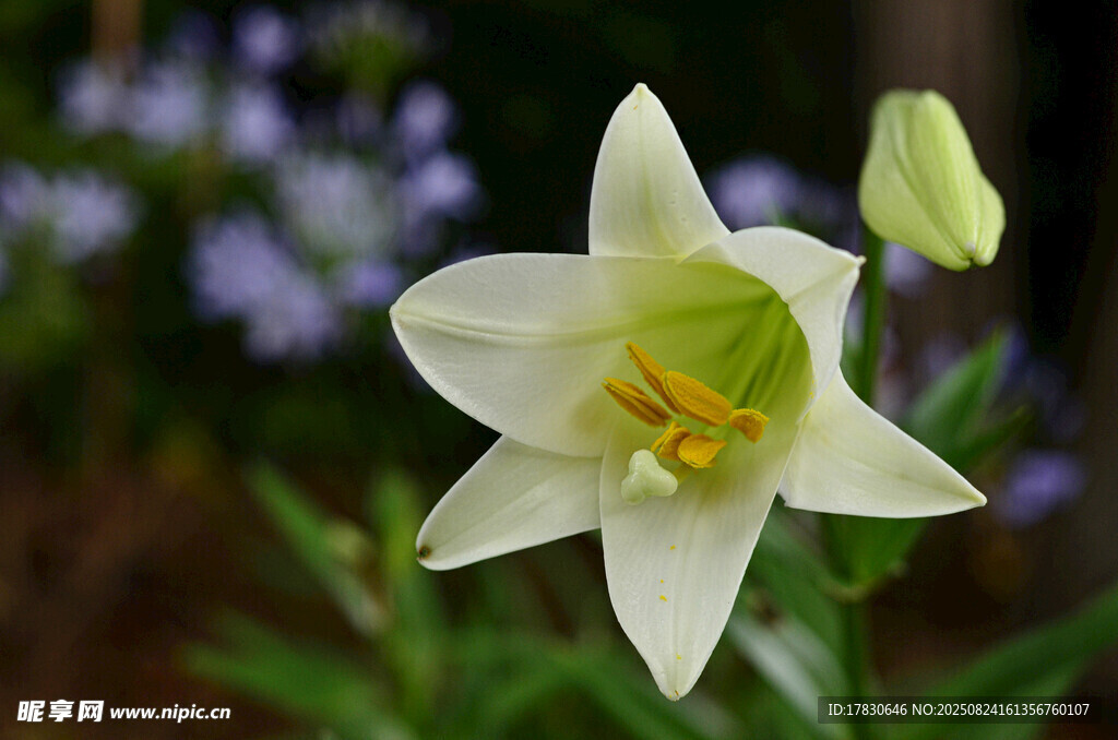 白色百合花綻放