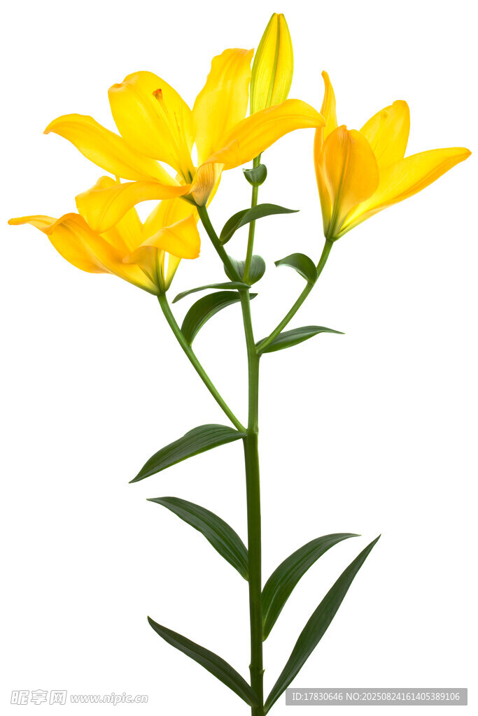 黃色百合花單枝特寫