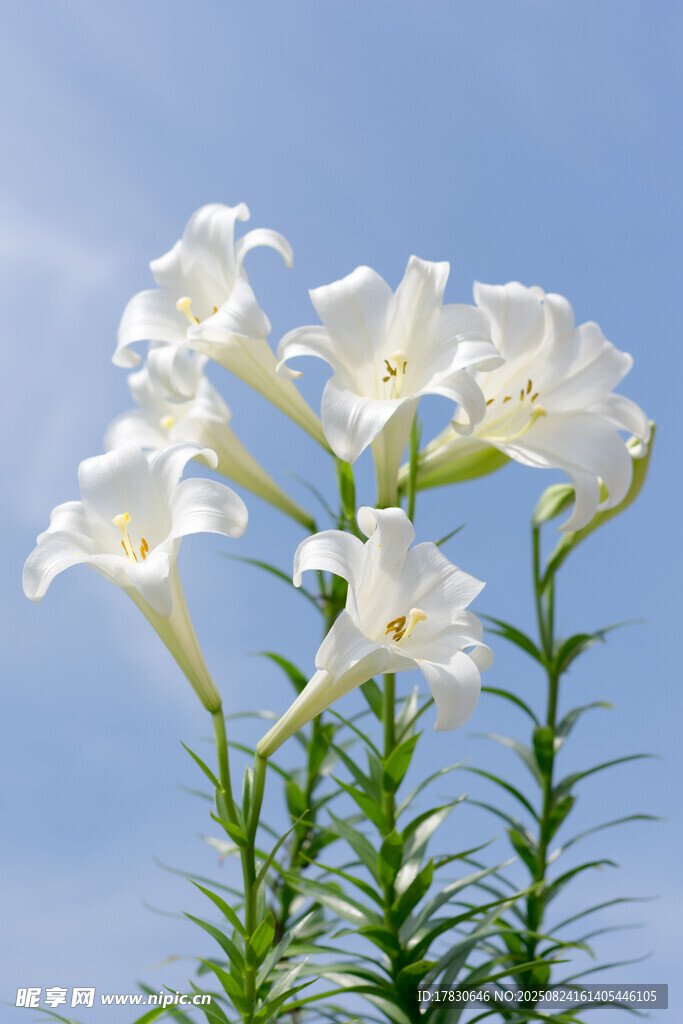 藍(lán)天下綻放的白色百合花