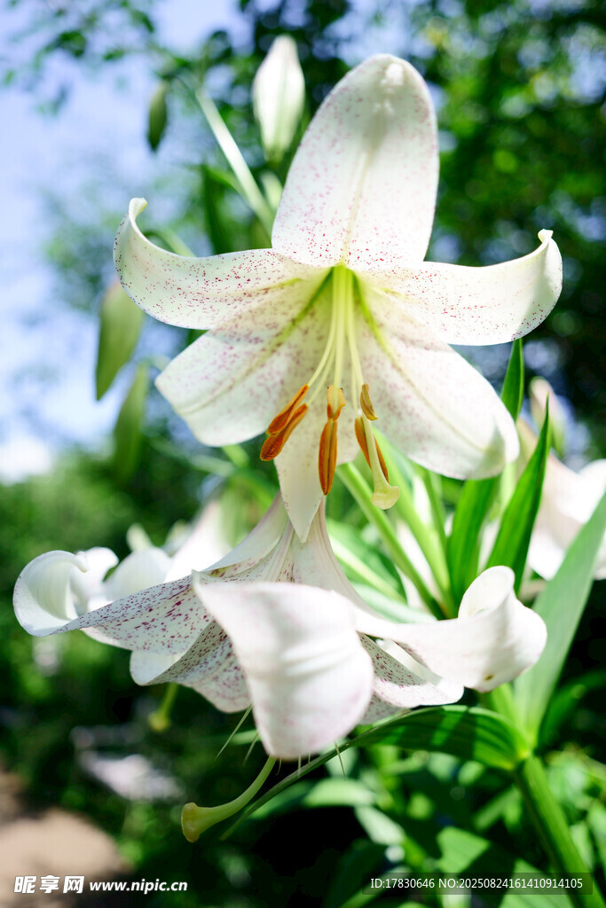 清新綻放的白色百合花