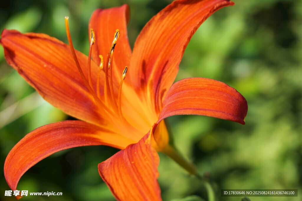 橙紅色百合花特寫