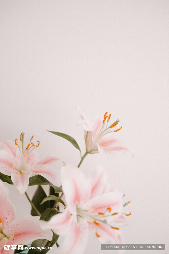 粉色百合花綻放