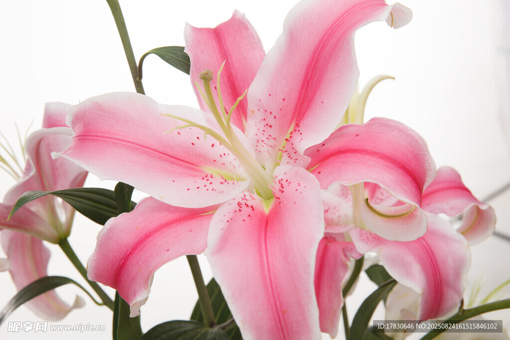 粉色百合花綻放