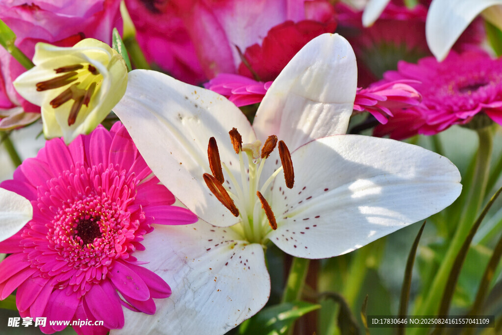 百合與雛菊的繽紛花卉