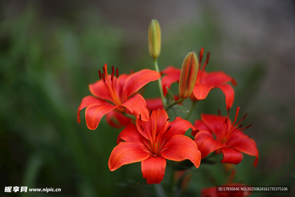 鮮艷綻放的紅色百合花