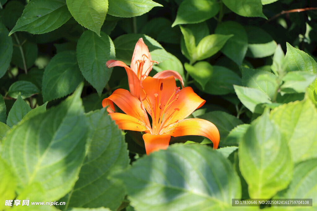 橙紅色百合花綻放綠葉間