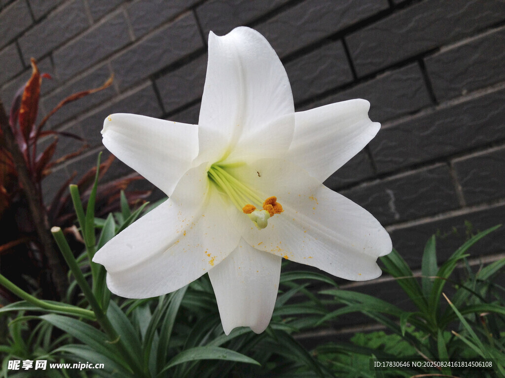 白色百合花綻放于綠植間