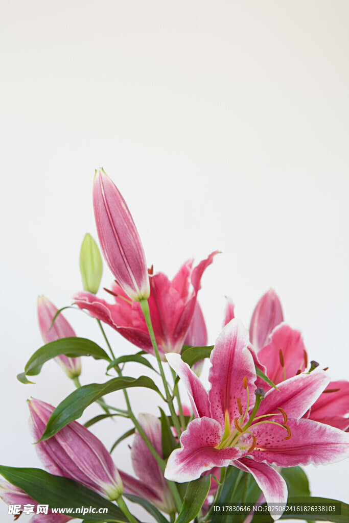 粉色百合花特寫