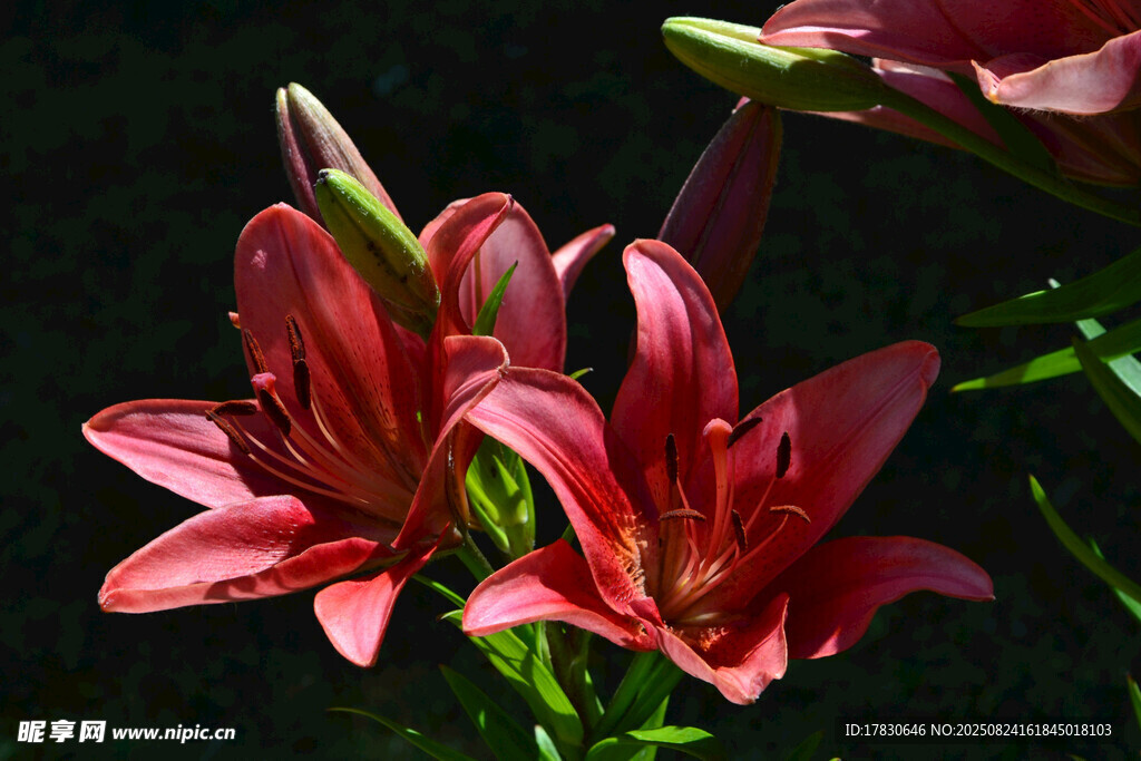 嬌艷紅色百合花綻放