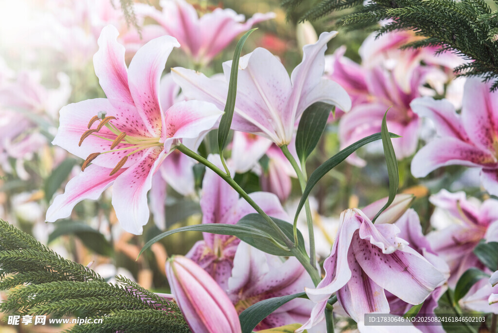 粉色百合花綻放美景
