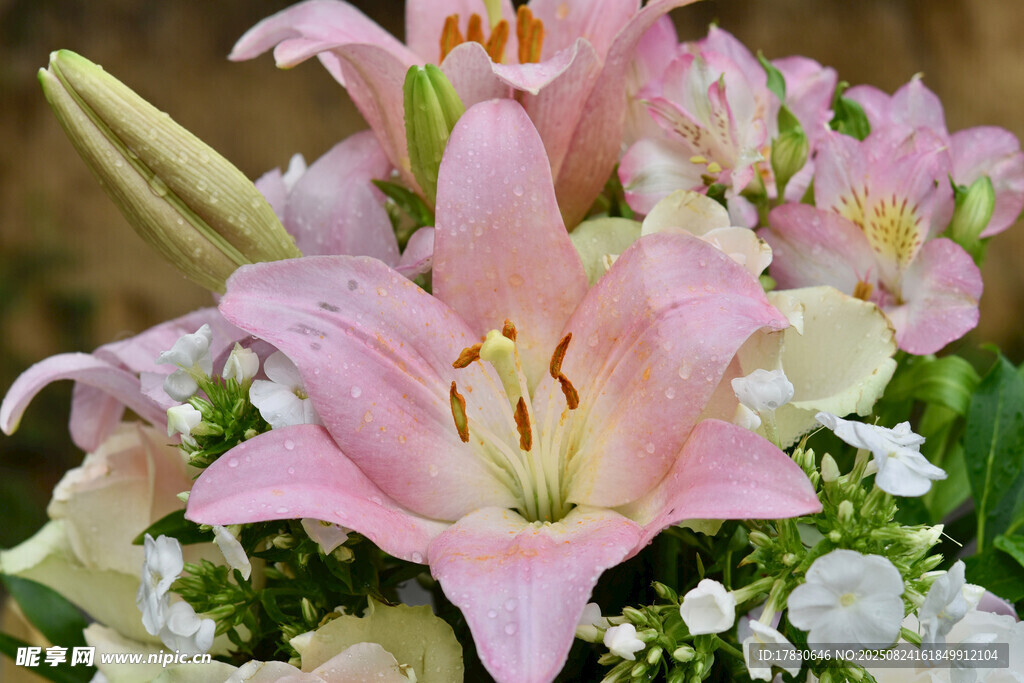 粉色百合花清新花束