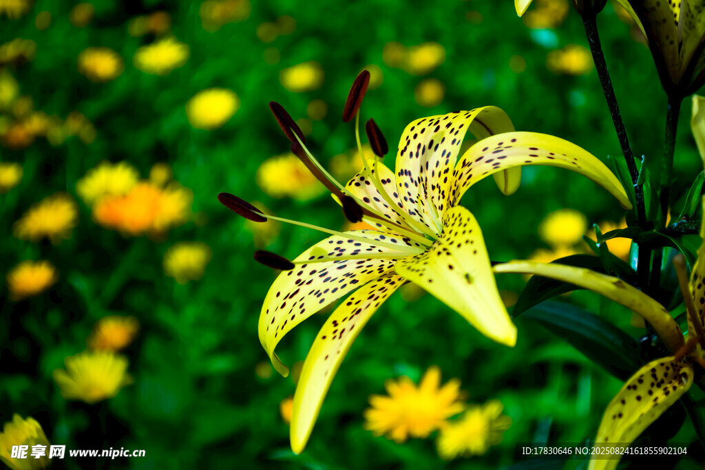 黃色斑點(diǎn)百合花與雛菊