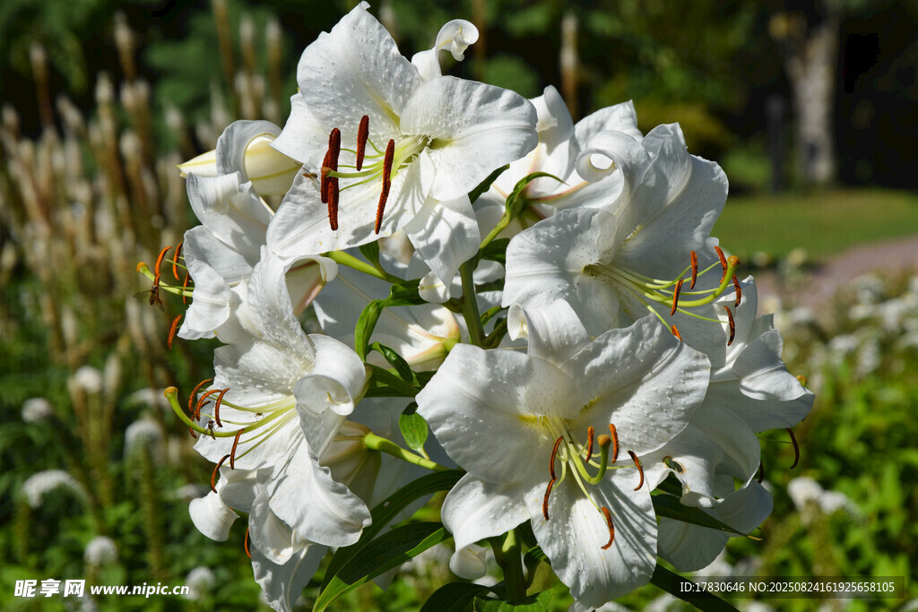 白色百合花綻放于草地