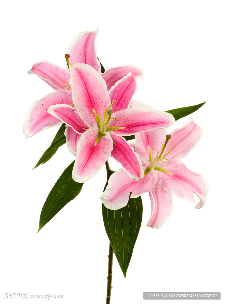 粉色百合花特寫
