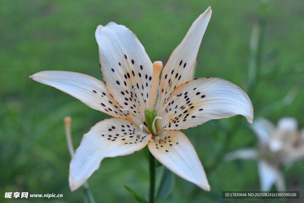 白色斑點(diǎn)百合花特寫(xiě)