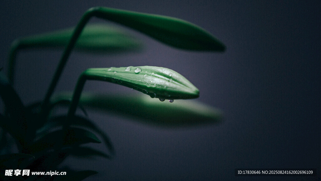帶水珠的翠綠葉片