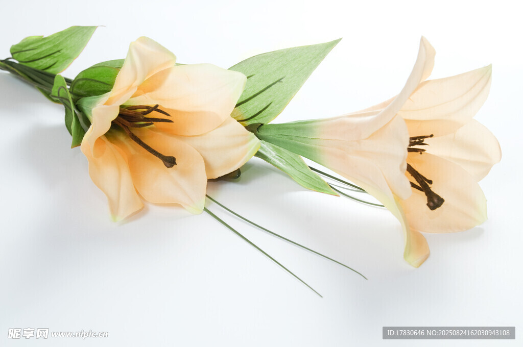 淡雅百合花綻放