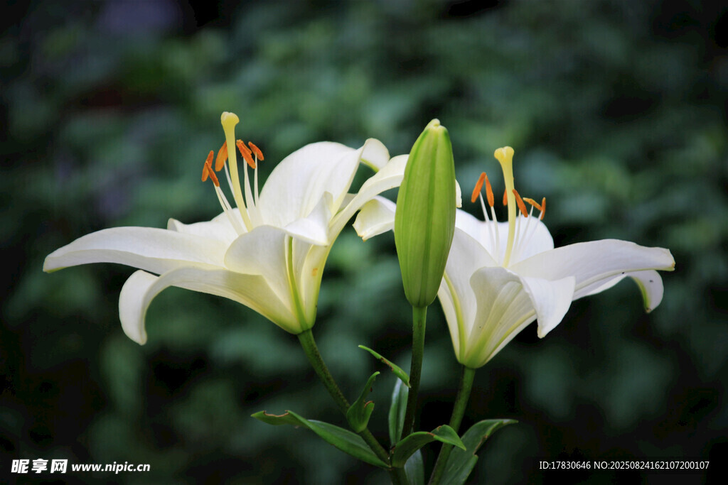 清新白色百合花綻放