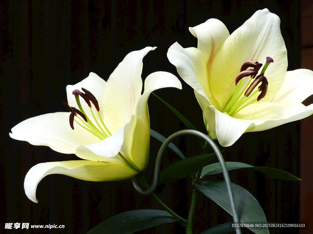兩朵優(yōu)雅綻放的白百合花