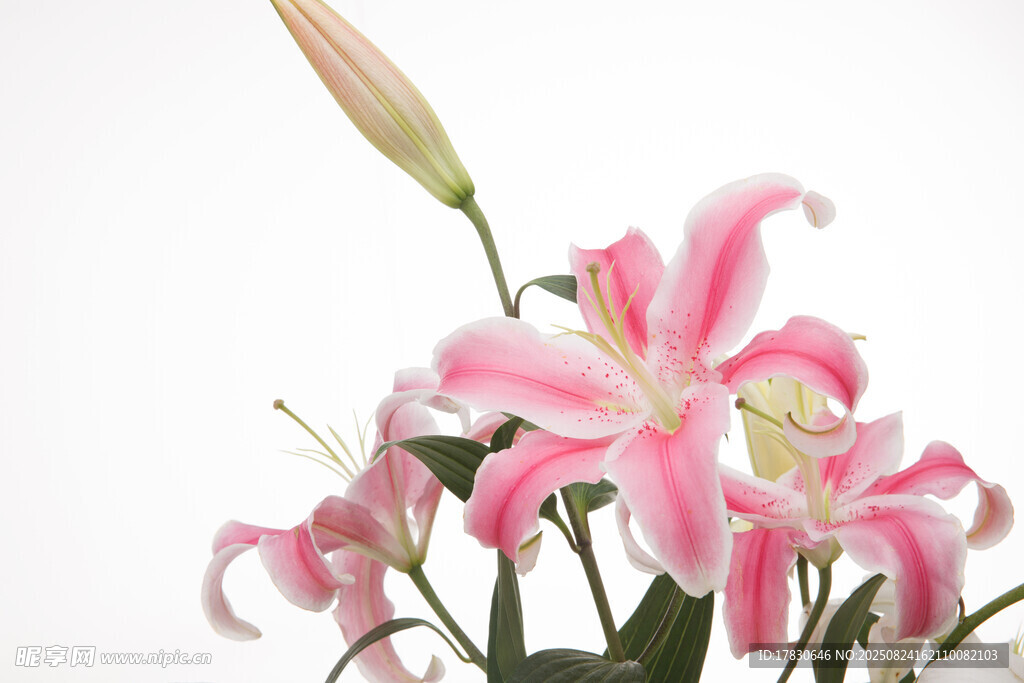 粉色條紋百合花綻放
