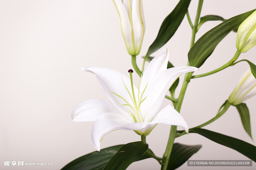 白色百合花特寫(xiě)