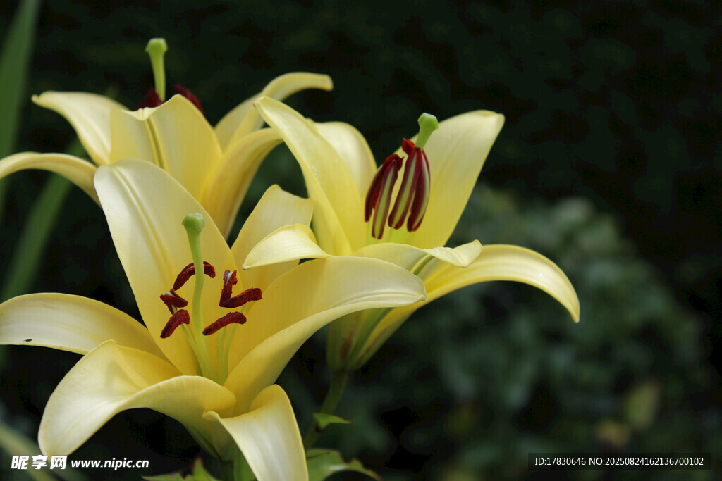 黃色百合花綻放