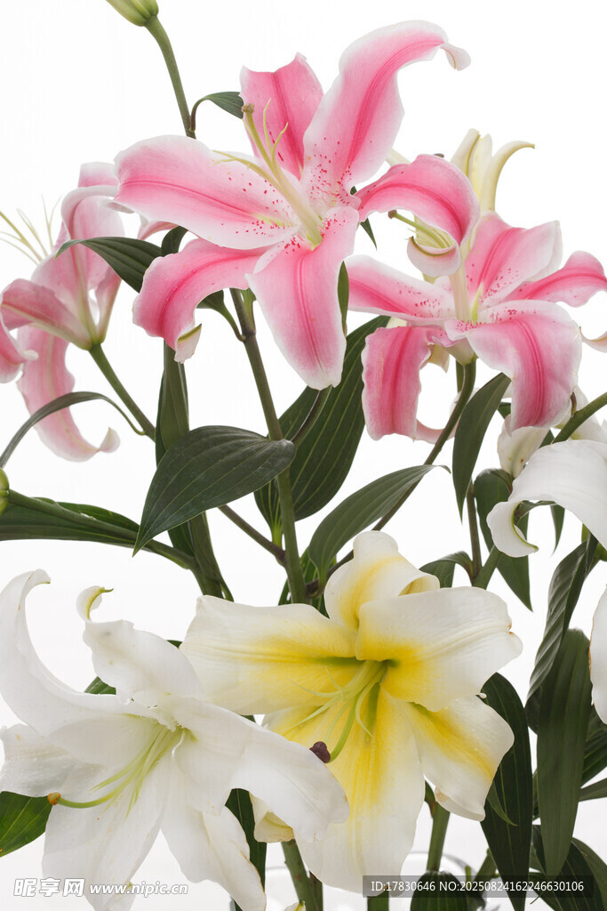 多彩百合花綻放