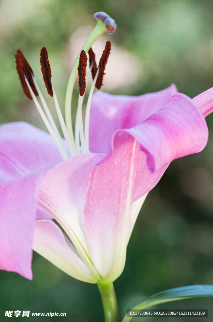 粉色百合花特寫