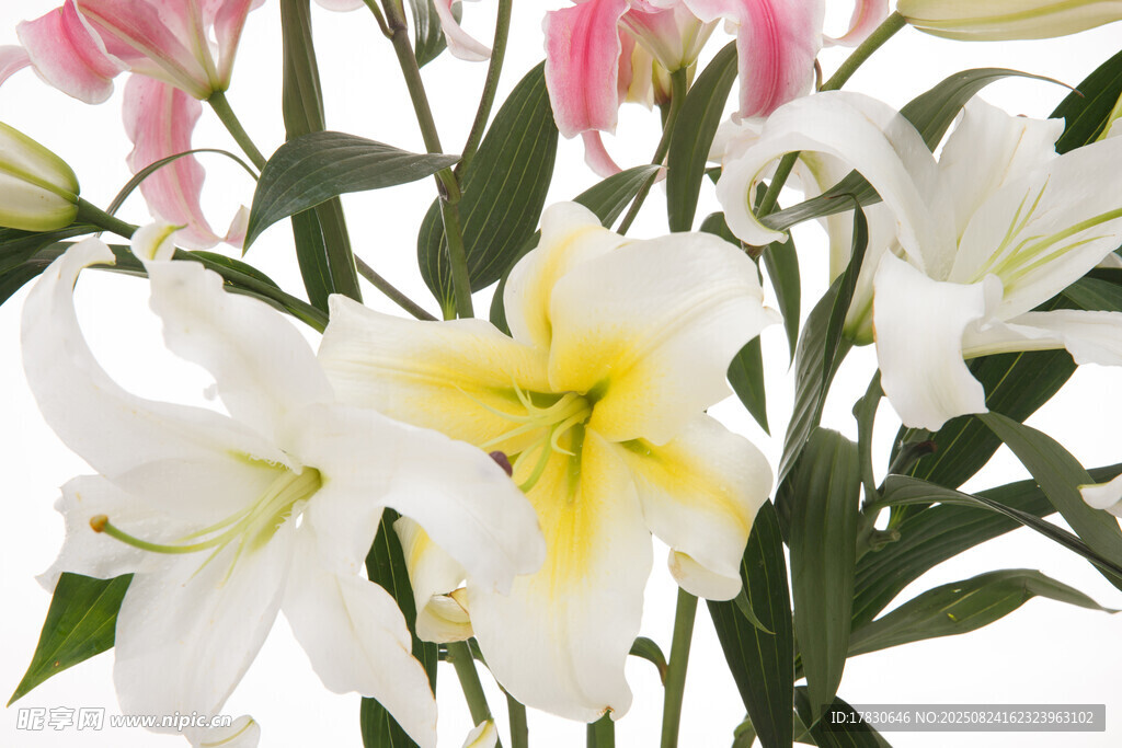 優(yōu)雅百合花綻放