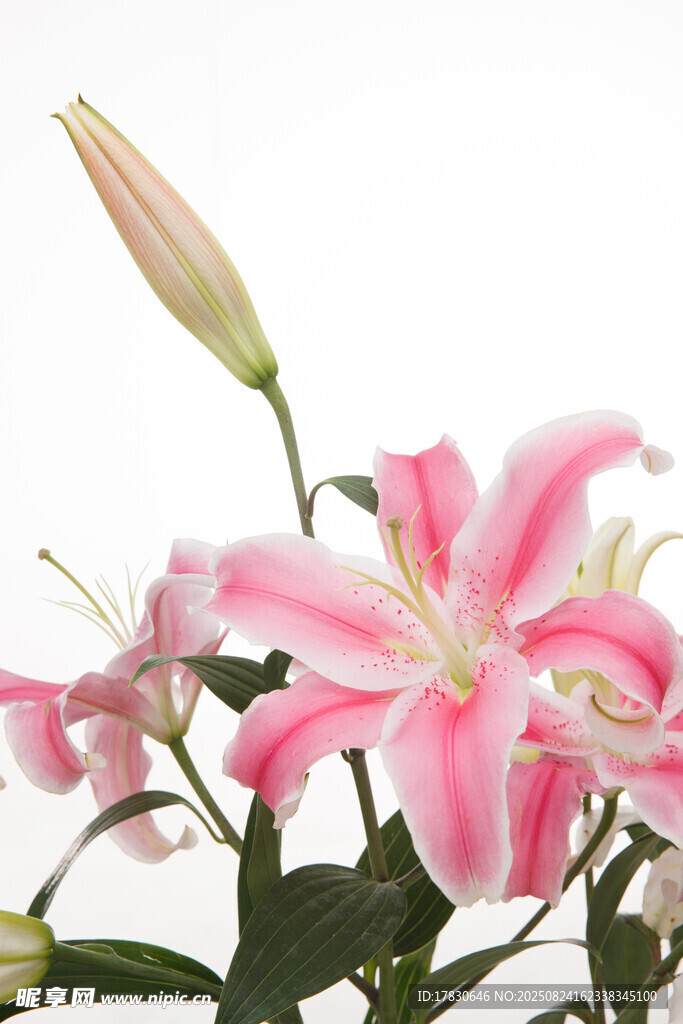 粉色百合花綻放