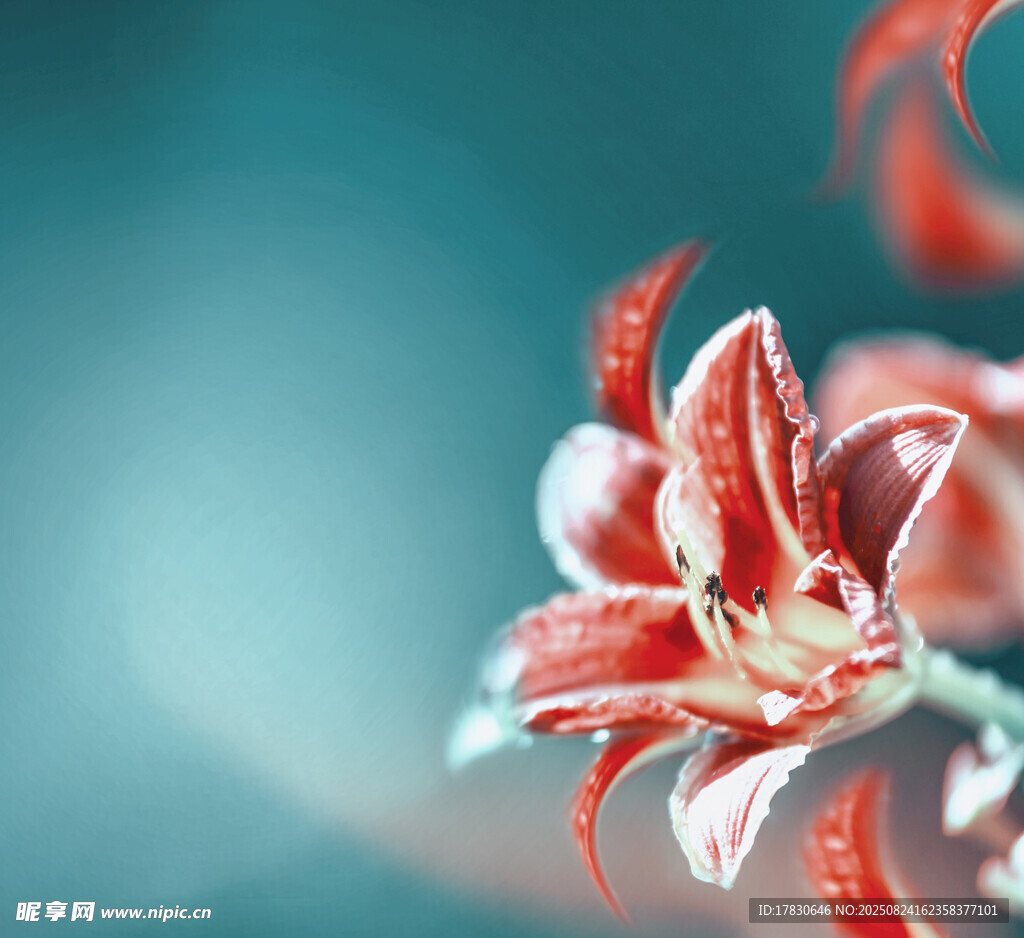 嬌艷紅花朵特寫(xiě)