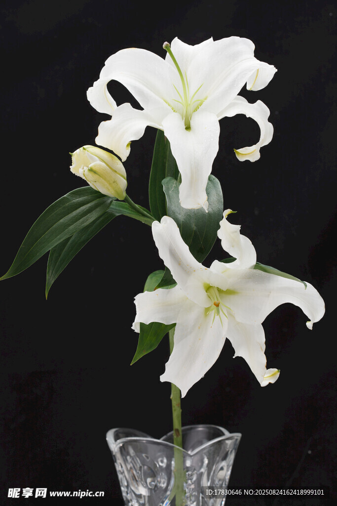 花瓶中的優(yōu)雅白色百合花