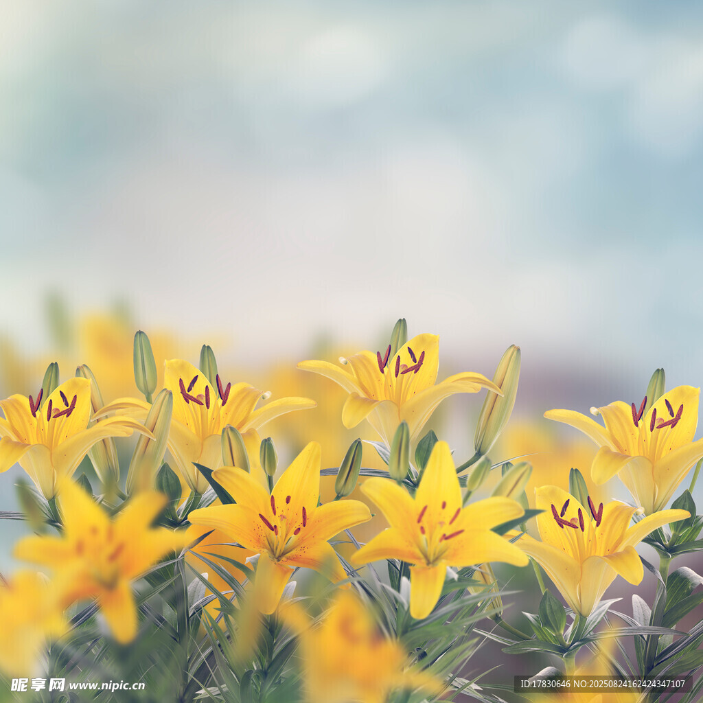 黃色百合花綻放美景