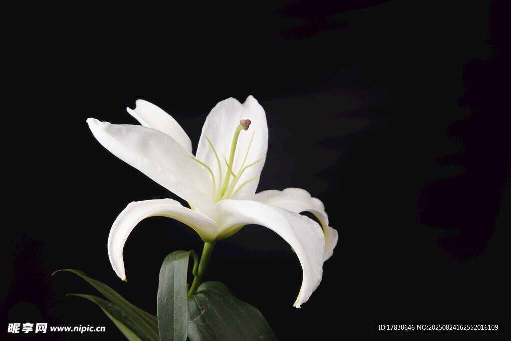 白色百合花特寫