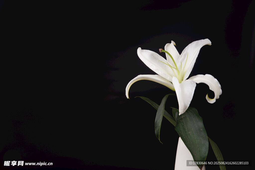白色百合花特寫(xiě)