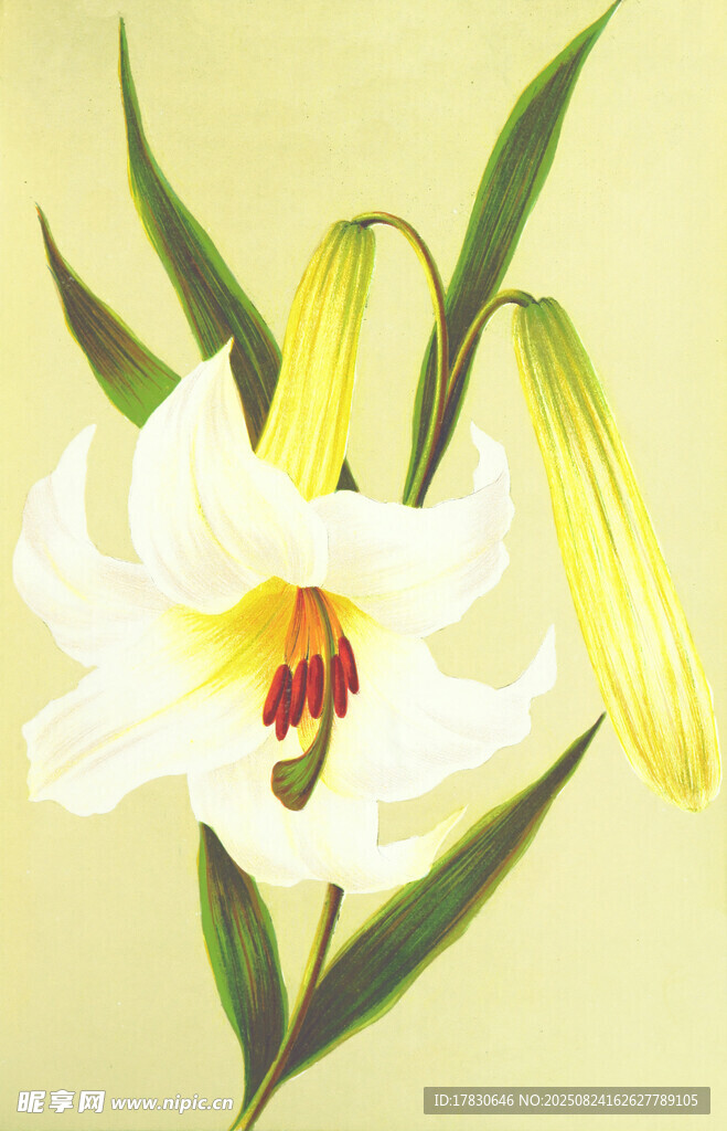 優(yōu)雅綻放的白色百合花
